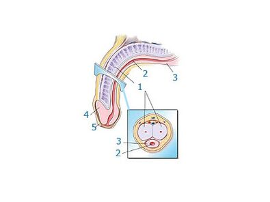 Пенисанын структурасы