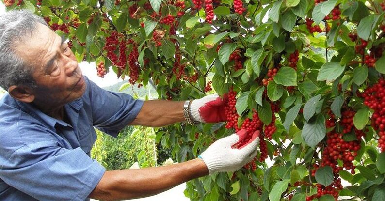 Потенциалды көбөйтүү үчүн кытай лимонграсс